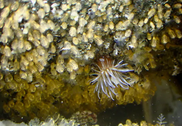 Metridium exilis (maybe)