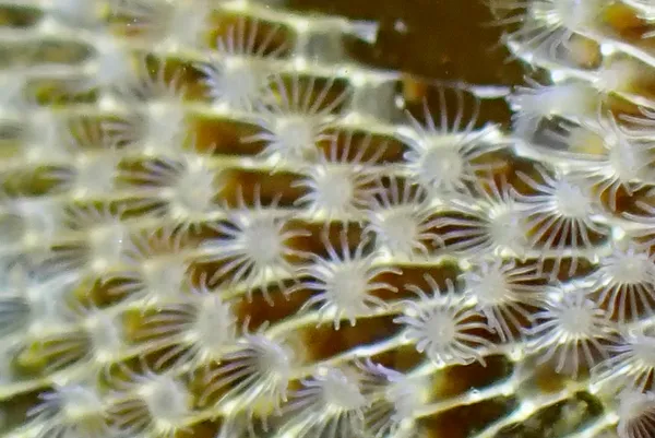 Bryozoa
