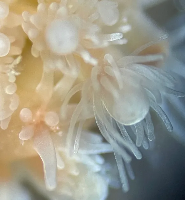 Schuchertinia milleri