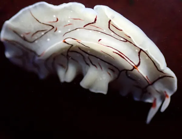 Eurylepta californica