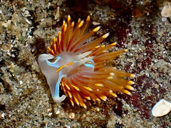 Hermissenda opalescens