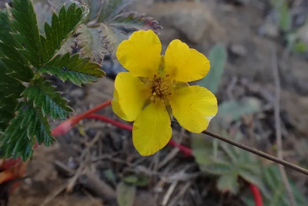 Pacific silverweed; thanks to J.Goddard for ID