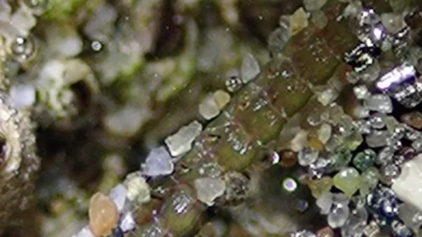 Marine life photograph