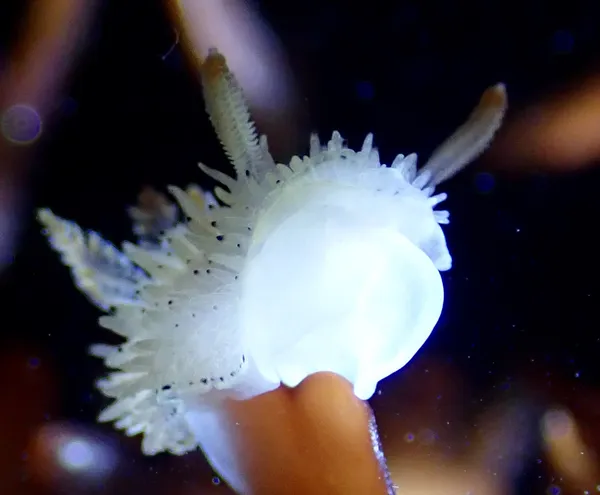 Acanthodoris rhodeceras