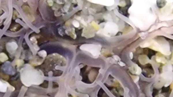 yes!   per L. Harris: "That's exactly what it's doing. It would be taking up the sand and swallowing it to digest attached organics or to use in tube building."