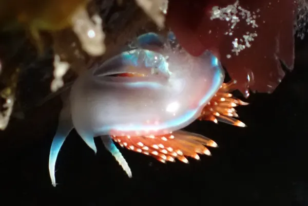 Hermissenda opalescens