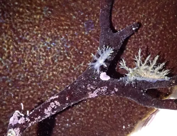 Dendronotus venustus