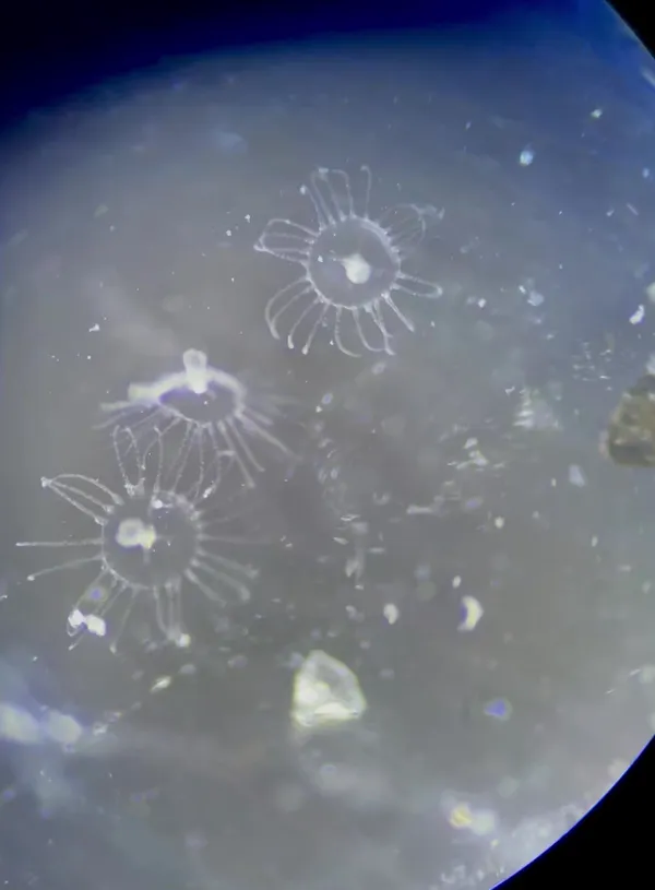 hydromedusae (thanks to J. Sones for ID)