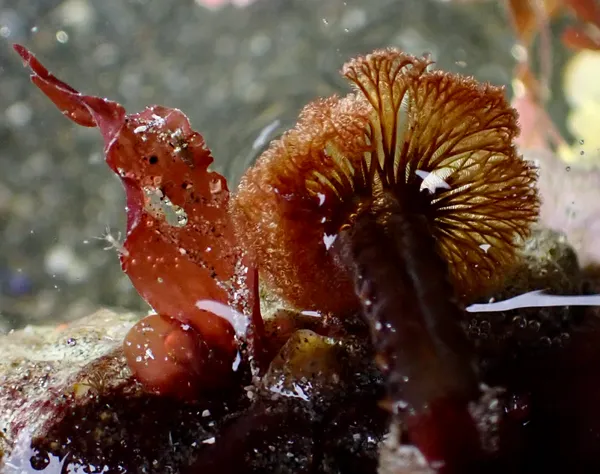 Schizobranchia insignis; thanks to L. Harris for ID