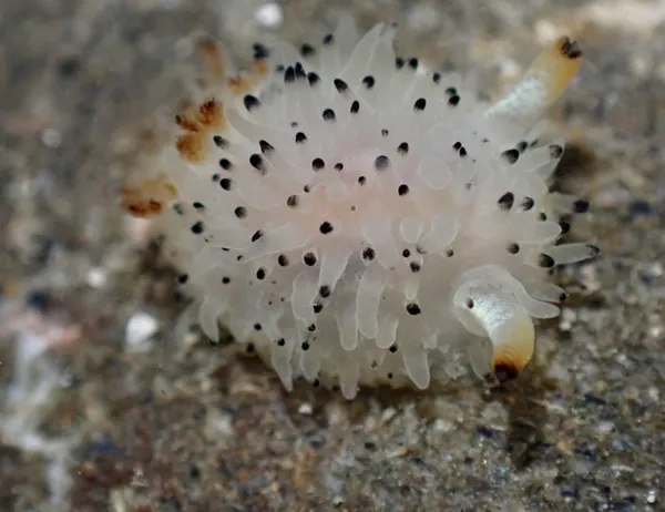 Acanthodoris rhodoceras