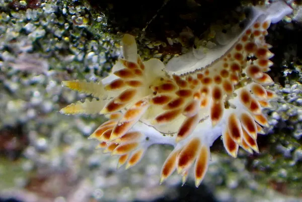 Coryphella trilineata