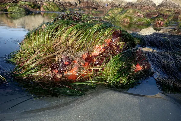 Marine life photograph