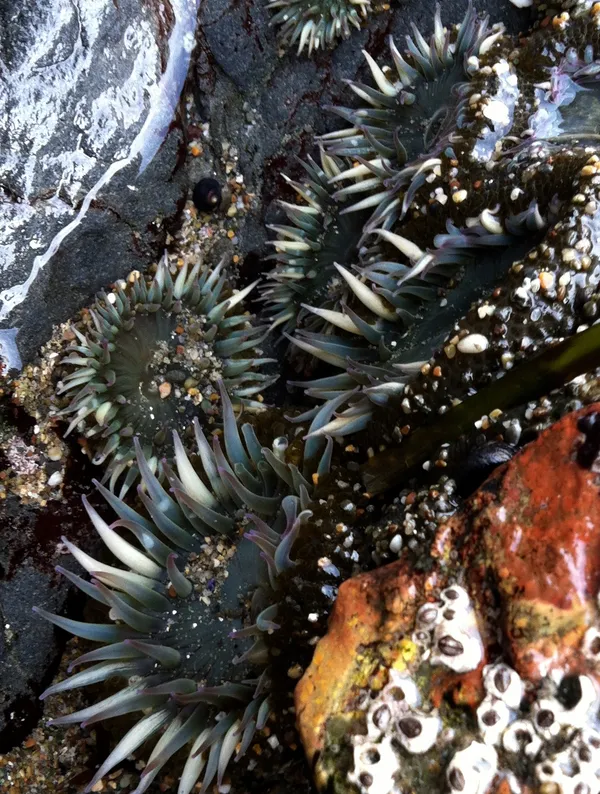 Marine life photograph