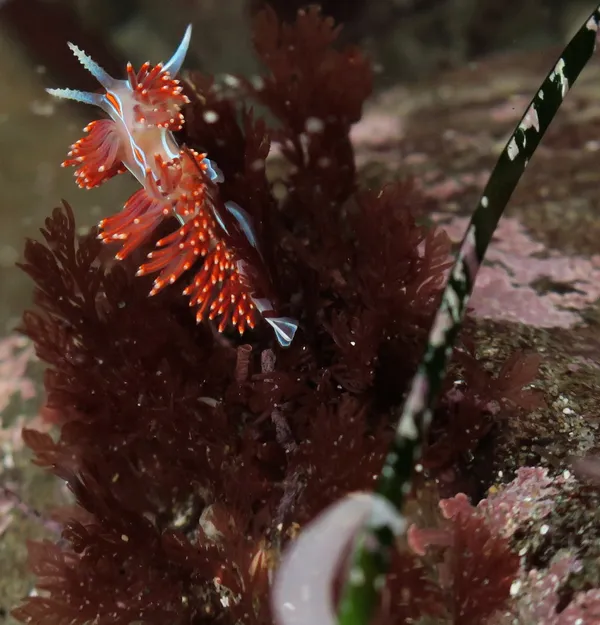 Hermissenda opalescens