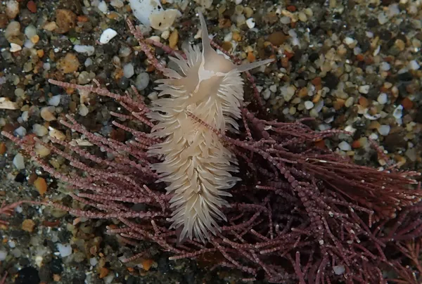 Marine life photograph