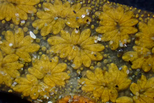 Botryllus schlosseri