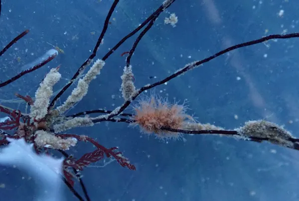 cool tiny thing; about 1 cm. blob