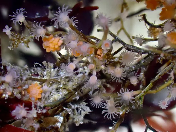 Eudendrium californicum