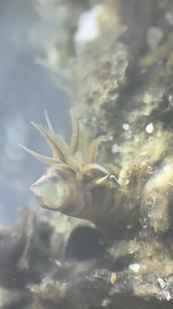 Phyllocomus hiltoni-thanks to L. Harris for ID