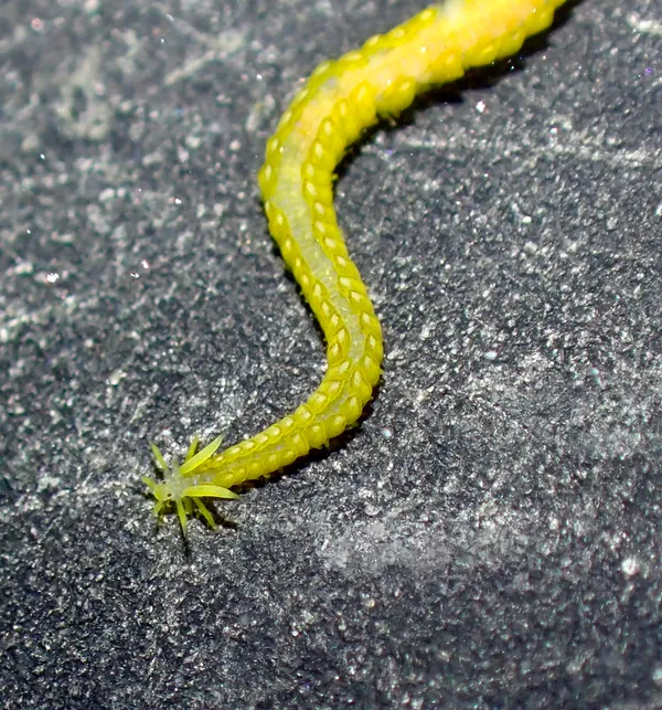 Family Phyllodocidae ; thanks to L. Harris for ID