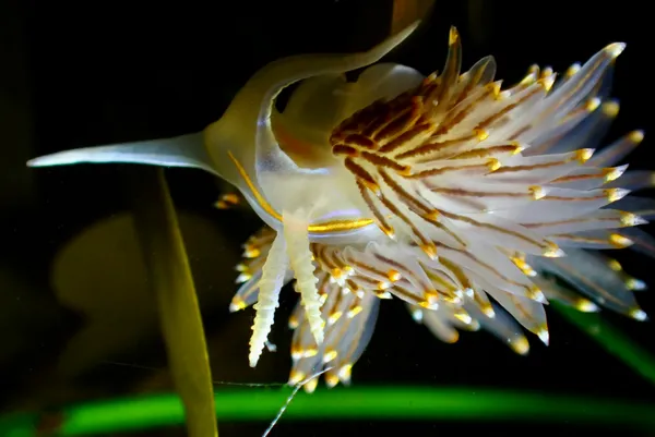 Hermissenda opalescens