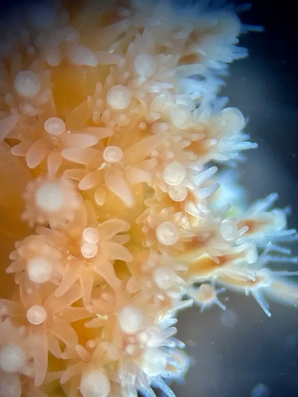 Schuchertinia milleri