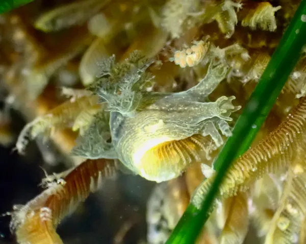 Dendronotus subramosus