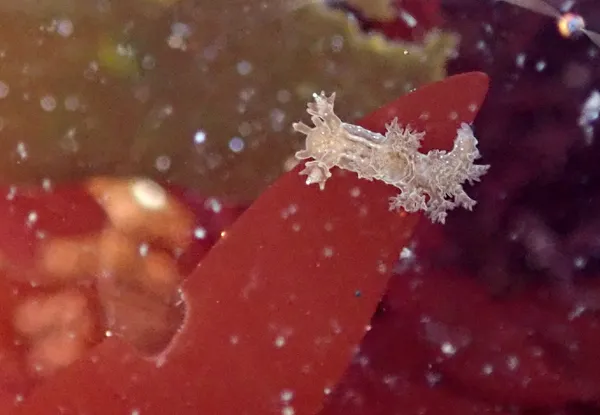 Marine life photograph