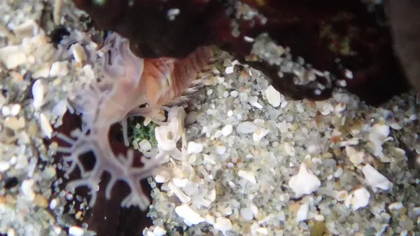 one last worm video......