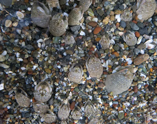 A conclave of mole crabs