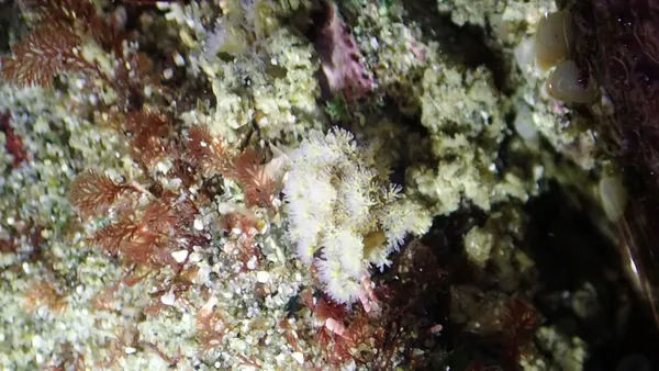 Themiste sp; ypu might have  to click on it to make the video play.