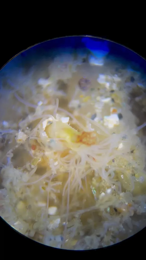 Marine life photograph