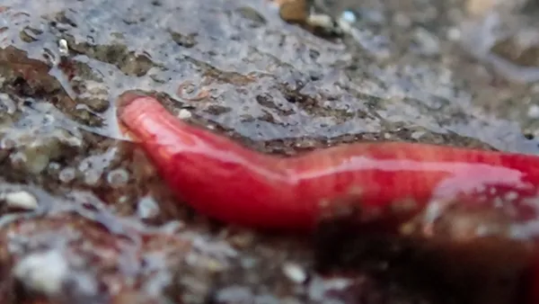 Marine life photograph