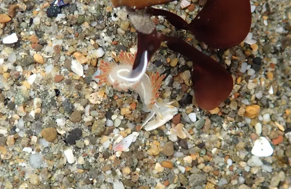 Flabellina trilineata