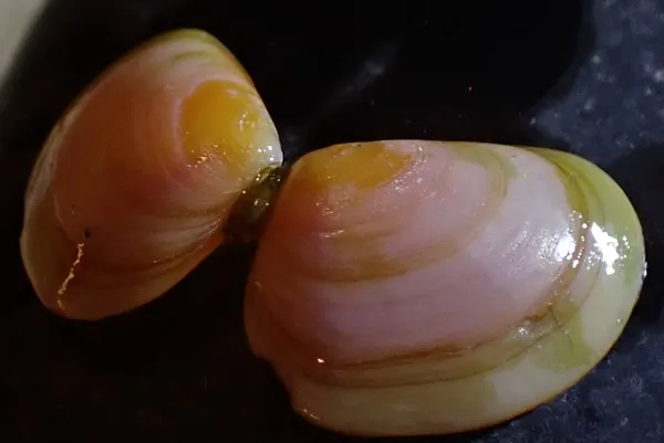 Tellina nuculoides; thanks to T. Everest for ID