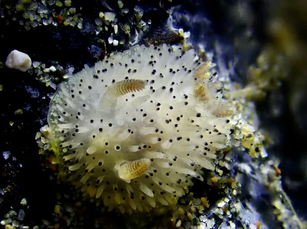 Acanthodoris rhodoceras