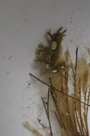 Dendronotus subramosus