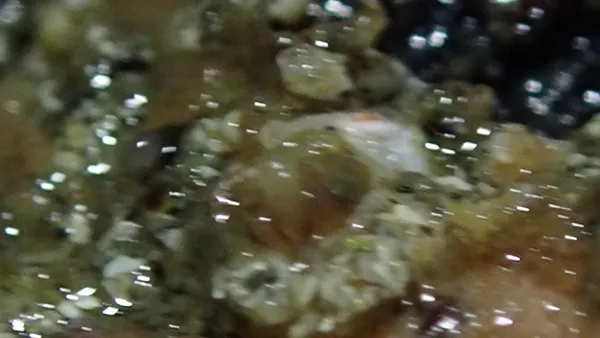 no idea- barnacles?  above the water line.