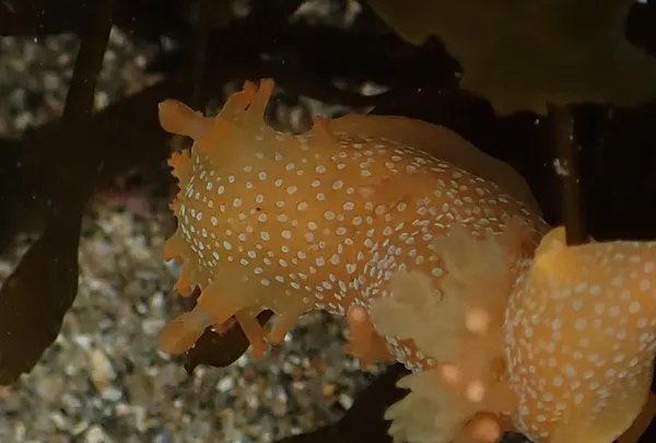 Marine life photograph