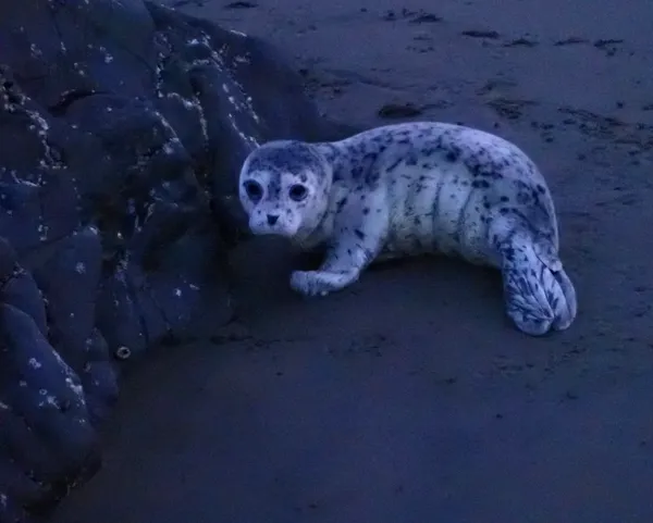 baby harbor seal