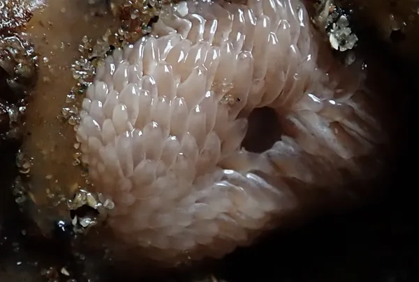 white anemone- very small (1'')