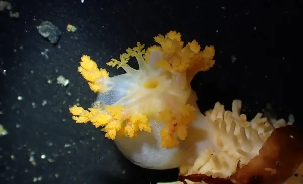 Eupentacta quinquesemita