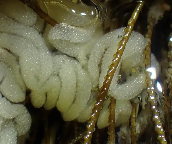 Dendronotus subramosus