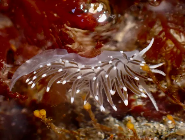 Cuthonella cocoachroma