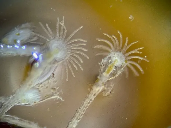 hydroids