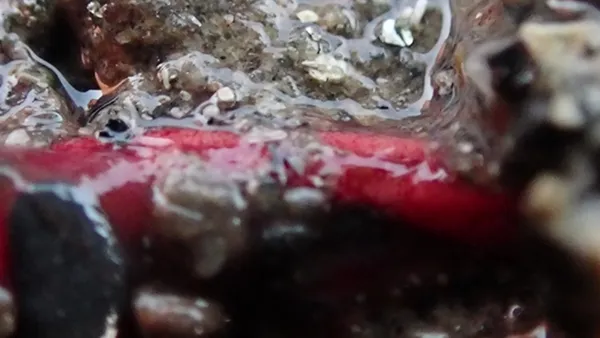 Polycirrus sp; thanks to L. Harris for ID