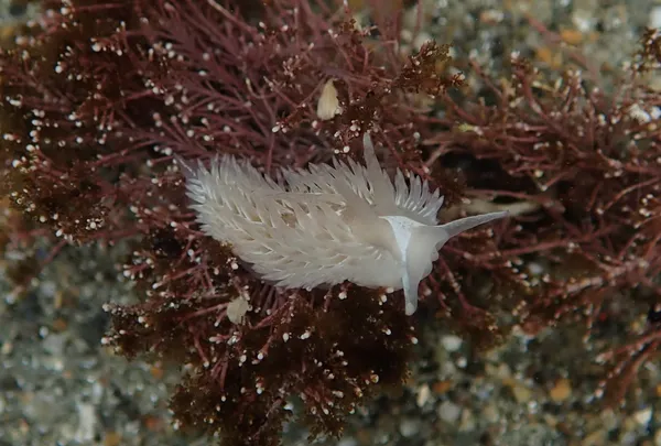 Marine life photograph