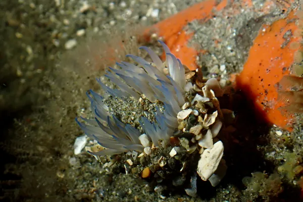 Anthopleura artemisia