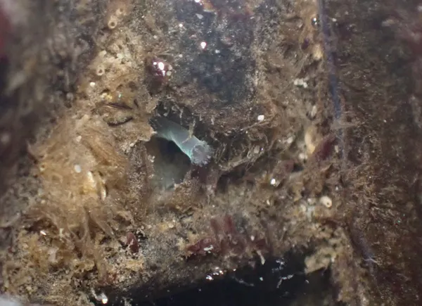 Not really sure if it's a worm or a clam.