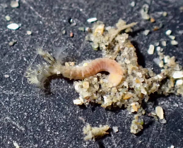 Pseudopotamilla socialis; thanks to L. Harris for ID